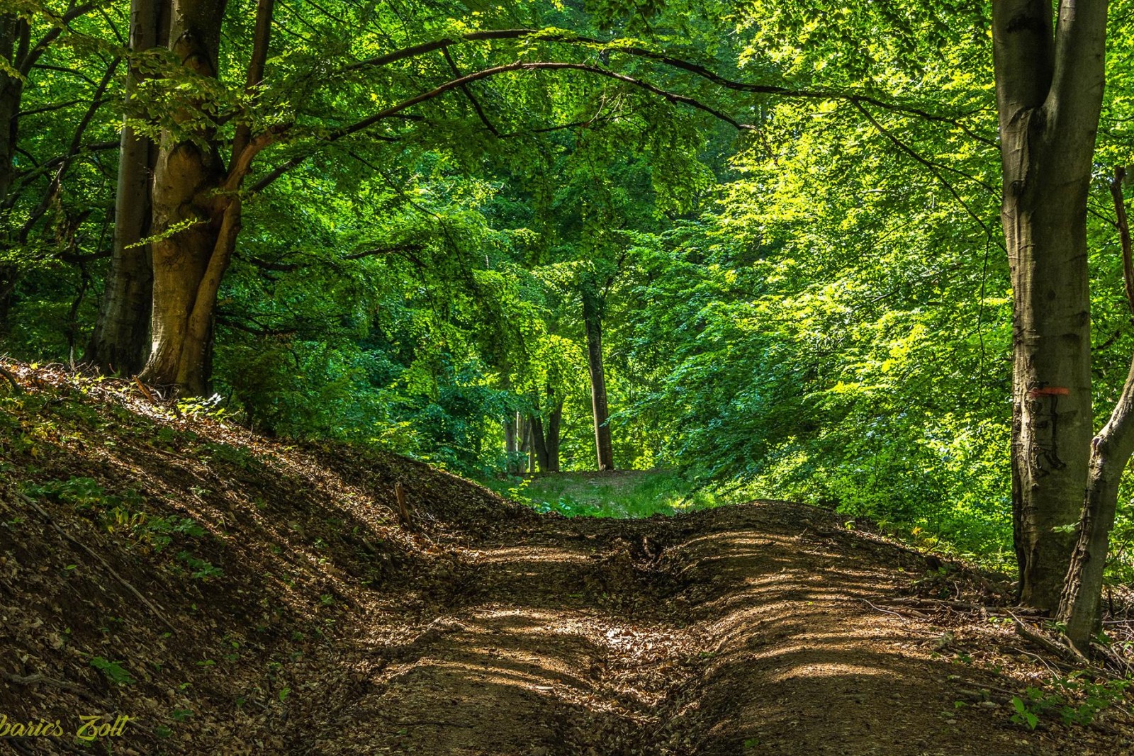 TRASEU ALERGARE MONTANĂ AROK