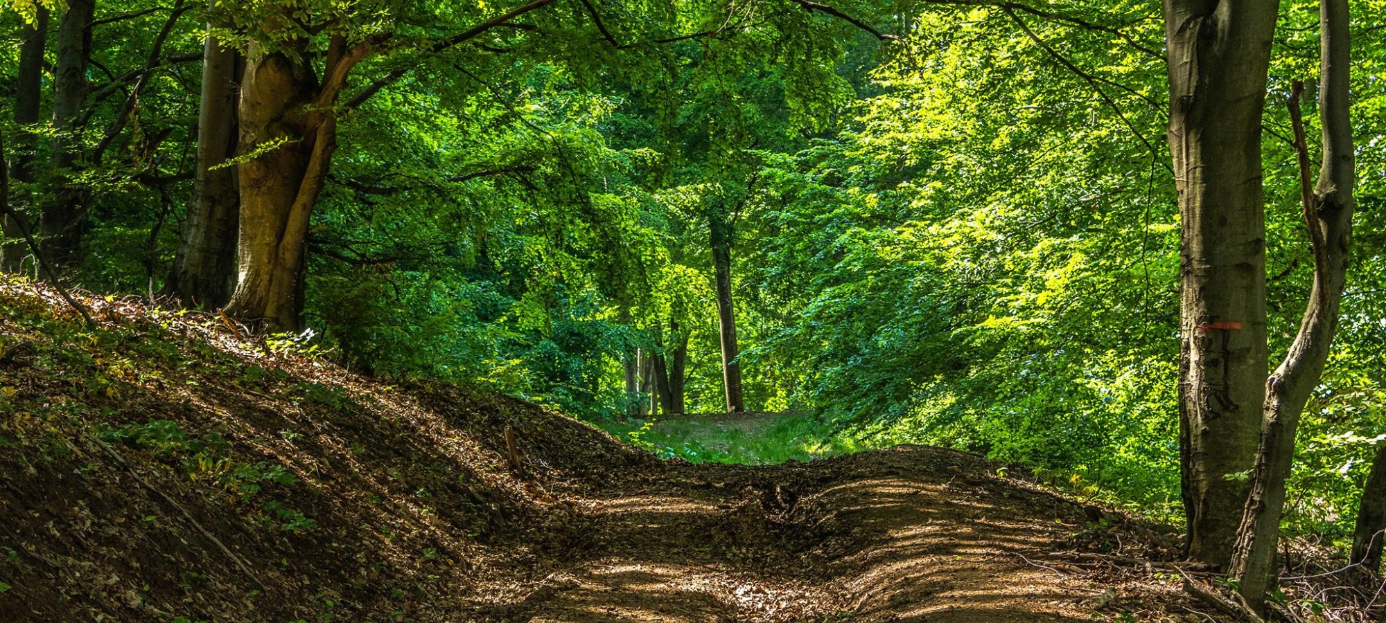 TRASEU ALERGARE MONTANĂ AROK